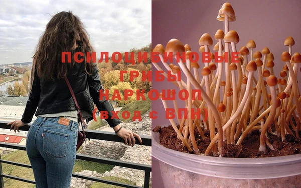 PSILOCYBIN Медвежьегорск