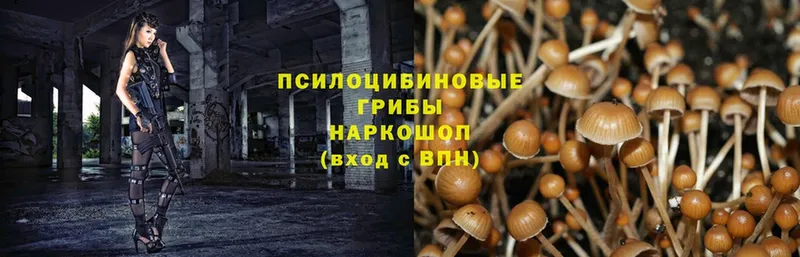 Галлюциногенные грибы Psilocybe Ангарск